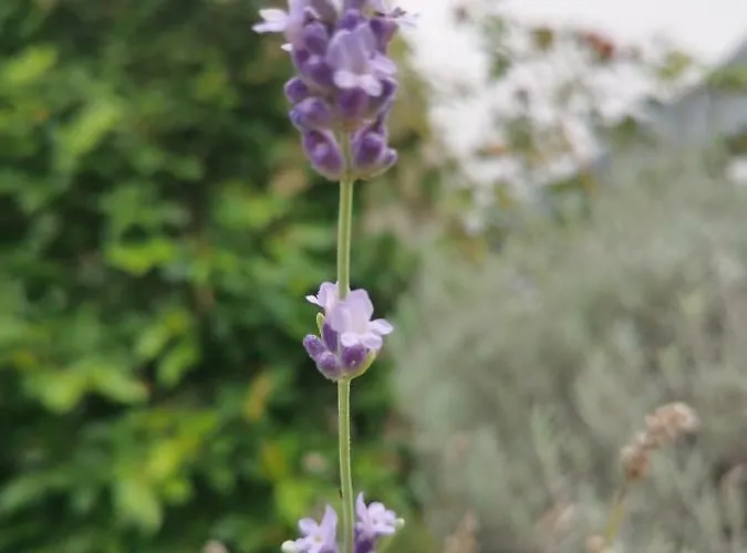 Maraz * בפורטורוז